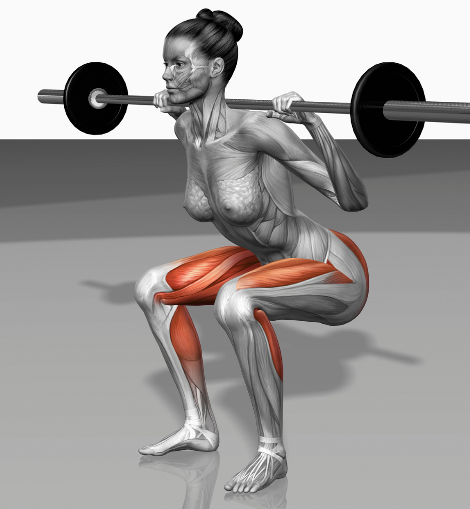 Anatomie Animation Frau bei Kniebeuge