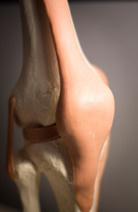 Patellasehne Anatomie Kniegelenk