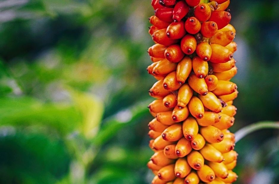 Glucomannan zum Abnehmen dargestellt von Konjakpflanze