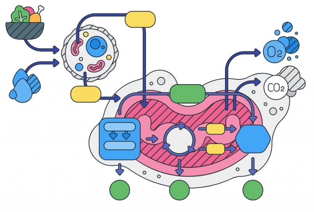 Fettstoffwechsel biochemisch als Grafik dargestellt
